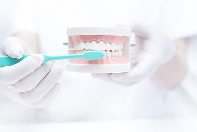 歯の模型を使ってブラッシングしている様子